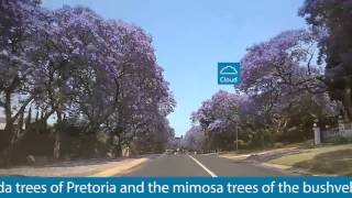 Jacarandas are in bloom