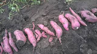 Когда копать батат. Сбор урожая. When to dig the sweet potato. Harvesting.