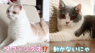 綿棒で遊ぶころんくんとまったりな猫たち【スコティッシュフォールド、ブリティッシュショートヘア】Britishshorthair、Scottishfold