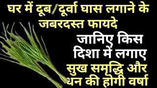 घर में दूब/दूर्वा घास लगाने के जबरदस्त फायदे जानिए किस दिशा में लगाए सुख समृद्धि और धन की होगी वर्षा