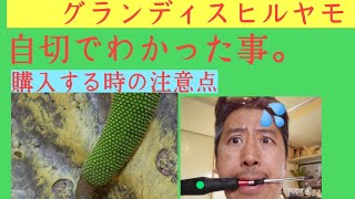 グランディスヒルヤモリの尻尾が切れた！自切から学んだ事。#reptiles