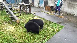 子熊、じゃれあう　秋田県　くまくま園