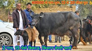 60000 से दाम शुरू, 2 गाय 15 भैंसें बिकाऊ। किसान डेयरी फार्म श्री गंगानगर। Low Price High Milking