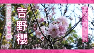 【香港櫻花2022】荃灣城門谷公園｜吉野櫻 鍾花櫻