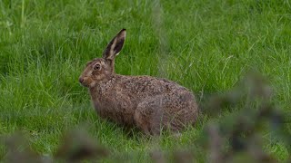 Brown Hares, Before Mad March, Urban Hare Following its Nose,