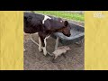 rescued tiny piglet and baby cow adopt each other the dodo odd couples