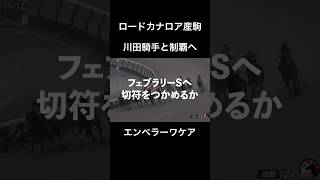 【エンペラーワケア】ロードカナロア産駒川田と共にフェブラリーステークスへの切符をつかめるか#競馬 #フェブラリーステークス #エンペラーワケア#川田将雅