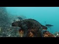 Galapagos Islands Expedition – Marine Iguana – Eastern Pacific Seascape Hope Spot