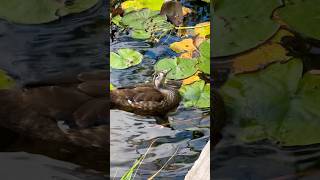 A young wood duck with cute eyes 大きな目の若いアメリカオシ #shorts