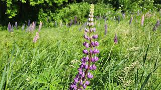 Magical Lupine walk!