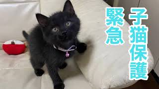 【子猫保護】　生後53日目　へその緒胎盤がついたままの赤ちゃん猫の緊急保護です　おもちゃ遊びで暴れて疲れて眠る毎日です