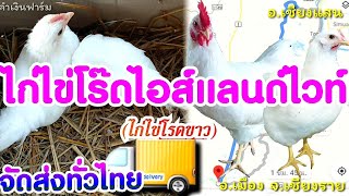 จัดส่งทั่วไทย ไก่ไข่โร๊ดไอส์แลนด์ไวท์ (ไก่ไข่โรดขาว) ไป จ.เชียงราย by  คำเงินฟาร์ม