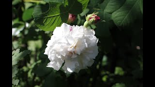 小さな窓の花ごよみ 1526  想い出の薔薇たちよ ♪ 時は流れて  アンドレ・ギャニオン ♪