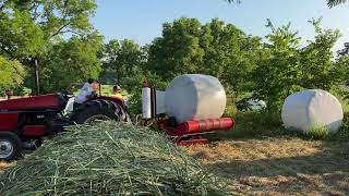 Harvesting haygrazer/making baleage.