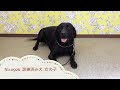 ラブラドール ブラック 訓練済み犬 女の子 no 0926①