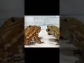 独り占めしたヒキガエルの末路…funny toad video