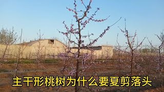 主干形桃树夏季落头