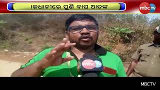 ରାଜଧାନୀ ଭୁବନେଶ୍ୱରରେ ପୁଣି ବାଘ ଆତଙ୍କ || MBCTv