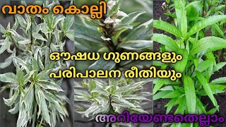 വാതംകൊല്ലി ഔഷധ ഗുണങ്ങൾ,പരിപാലനം/Propagation,Fertilizer \u0026Care മലയാളം #viral #trending @BSDREAMS916