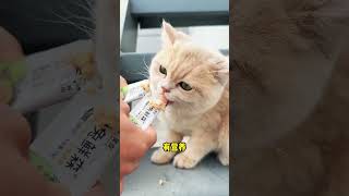 猫挑食是喂出来的，只要口粮选的好，猫咪挑食不存在猫挑食 猫咪 猫条