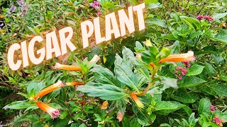 Cigar Plant (Cuphea) is a hummingbird favorite | pollinator attractor in Texas zone 9a