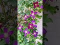 erin’s rose garden 玫瑰花園全景2022 玫瑰 鐵線蓮 clematis 月季 バラ roses shorts ガーデニング クレマチス