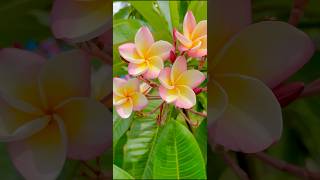 🌺 4K flowers and relaxing piano music #shortvideo #ambiance #meditation #sunsetambience #4kambience