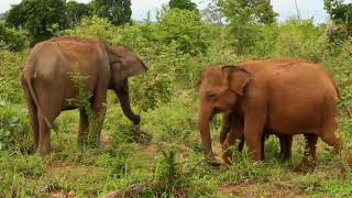 Beauty of forest| NB Goalpara| Wild Animals