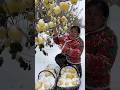 Rural Farmer Worried About Her Delicious Apples 🍎 🍎 Due to Ice | Amazing Farming #shorts #ytshorts