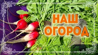 Ейск🌹Огород. Первая редиска. Варька. Кузя. Цыплята.