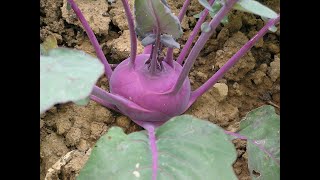 Kohlrabi