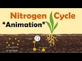 NITROGEN CYCLE | Biology Animation