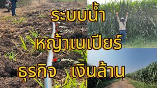 ระบบน้ำ หญ้าเนเปียร์ แบบ การให้น้ำ Furrow Napier grass