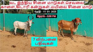 7- விற்பனை பதிவுகள்.வட இந்திய சினை மாடுகள்.செவலை காளை,கிடாரி கன்றுகள்.மயிலை சினை மாடு