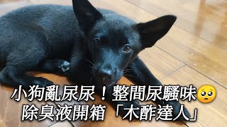 小狗亂尿尿！整間尿騷味|這款除臭液還不錯|木酢達人|歐嚕嚕的歐告：Olu