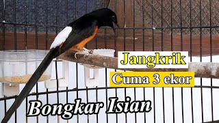 Teknik sepele murai batu bongkar isian cuma jangkrik 3 ekor