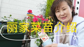 【麗的庭院生活 147】介紹今年選的菜苗，感觉好期待收获季快快到来！