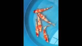 Koi360.com: Koi Hunter 2012: Maruyana Sanke Tosai