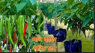 ঝুলন্ত প্যাকেটে মরিচ চাষ