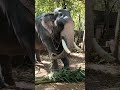 പരിമണം വിഷ്ണു 🐘💞💞💞 elephant ആനപ്രേമി keralaelephant