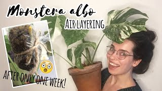 Air layering Monstera Albo - Fast Quick and Save propagating  - With new growth update!