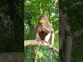 most caring mum claim up a tree with baby on her stomach cutemonkey