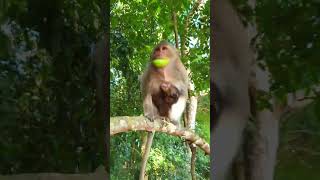 Most Caring Mum Claim Up A Tree With Baby On Her Stomach #cutemonkey