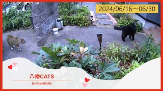 2024年06月16～30日 豊川市地域猫