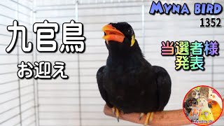 【ご報告】家族が増えました！九官鳥をお迎えしました Myna bird 1352