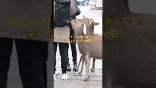 鹿せんべいにロックオンする、鹿の群れ。　#shots   #奈良公園   #奈良の鹿   #deer