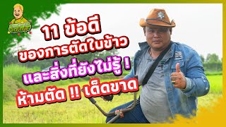 วิธีการตัดใบข้าวเพื่อเพิ่มผลผลิต