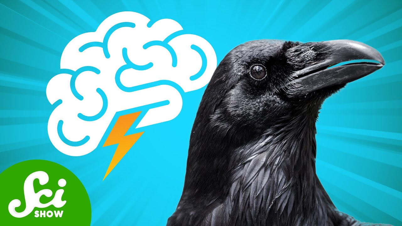 How Smart Are Crows Actually Youtube