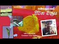 Life cycle of the Common Grass Yellow Butterfly | Sachith Vlogs