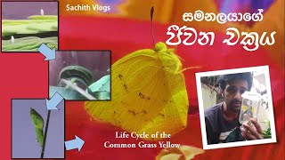 Life cycle of the Common Grass Yellow Butterfly | Sachith Vlogs